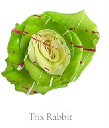 Ruža farbená Trix Rabbit, Ekvádor 50 cm
