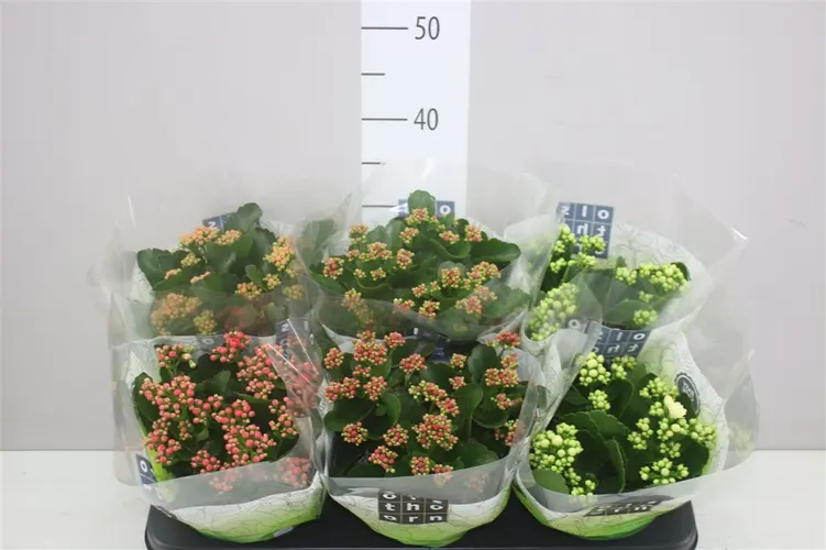 Kalanchoe Calandiva mix črepník 15 cm