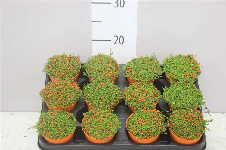Nertera Gr Astrid Colorpot črepník 9 cm