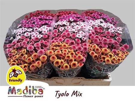 Sant Mad Tiolo Mixed 55 cm