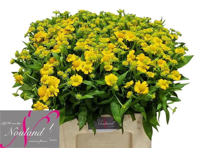 Helenium Kanaria 55 cm