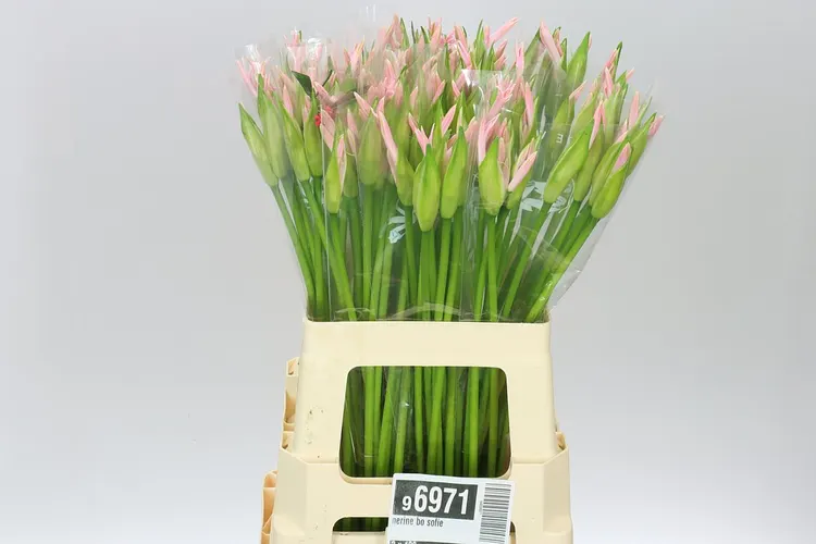 Nerine Bo Sofie 60 cm