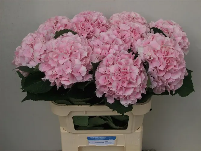 Hyd Verena Pink Pale 80 cm