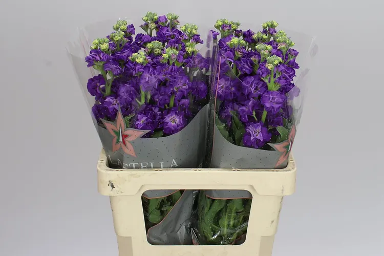 Matthiola Purple Imp 70 cm