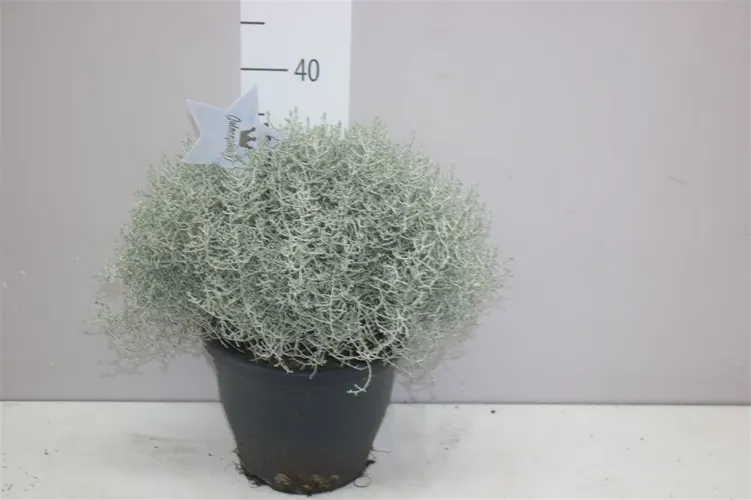 Calocephalus X črepník 23 cm