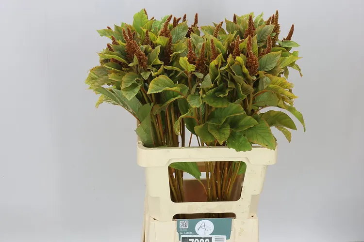 Amarant St Cr Hot Biscuit 70 cm