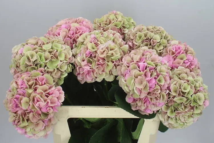Hydrangea Heaven Classic 80 cm