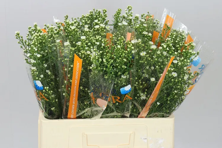 Aster Paquita 60 cm