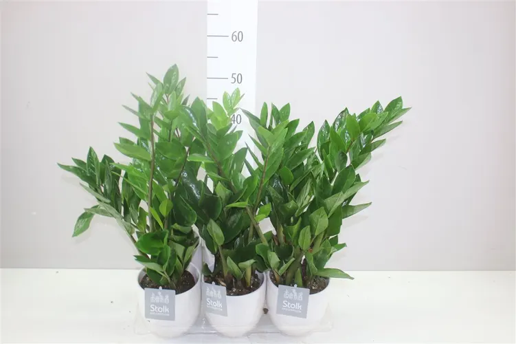 Zamiokulkas 4+ Liv v keramike črepník 13 cm