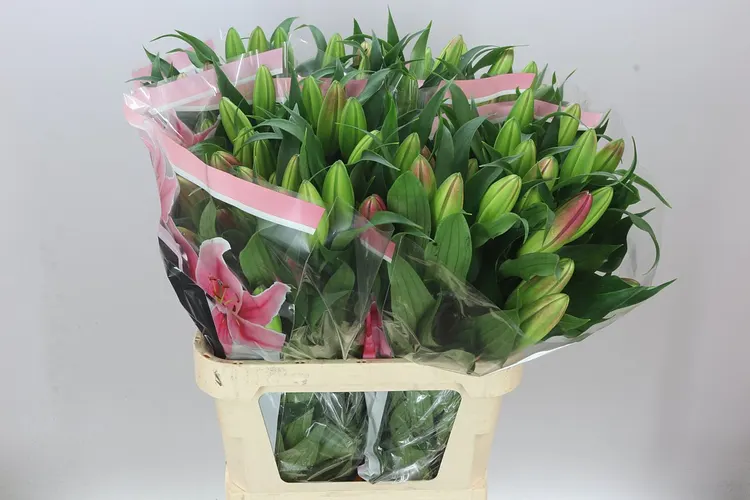 Lil Or Albareto 90 cm