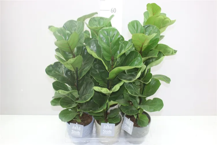 Ficus Lyrata Gaia Keramiek črepník 13 cm