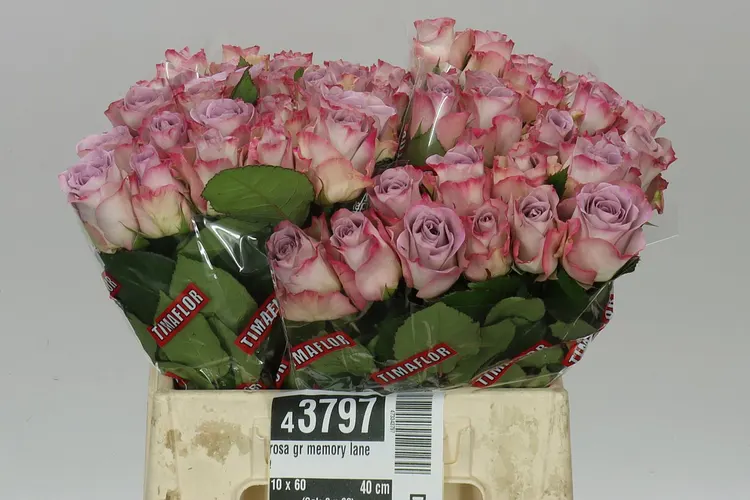 Rosa Gr Memory Lane! 40 cm