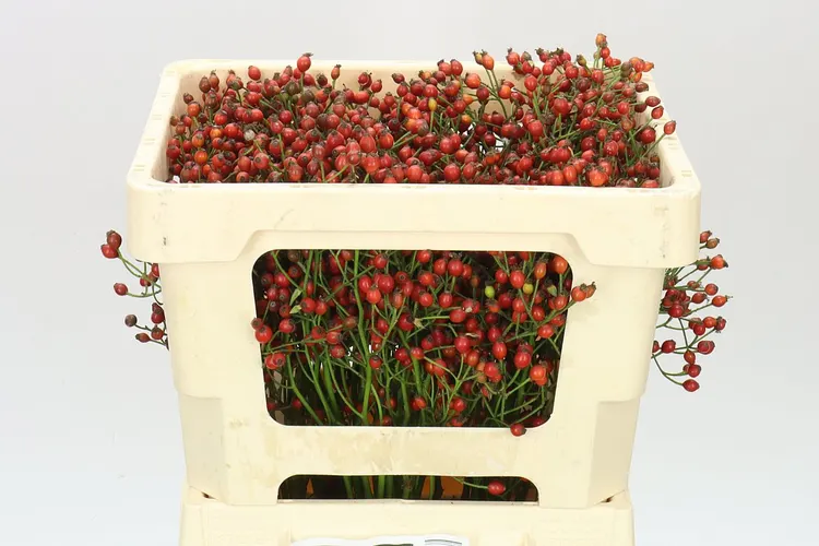 Rozenbottel Mag Red Cascade 50 cm