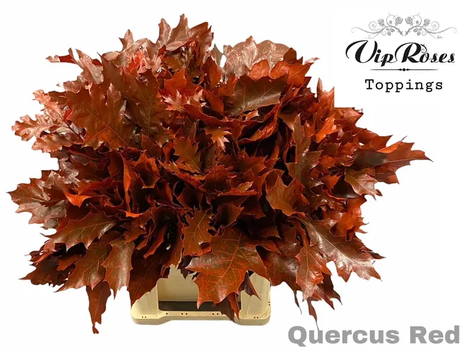Quercus Red 60 cm