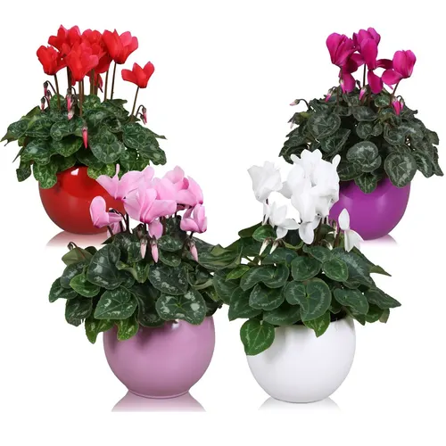 Cyclamen In Gekleurd "lisa" Keramiek črepník 12 cm