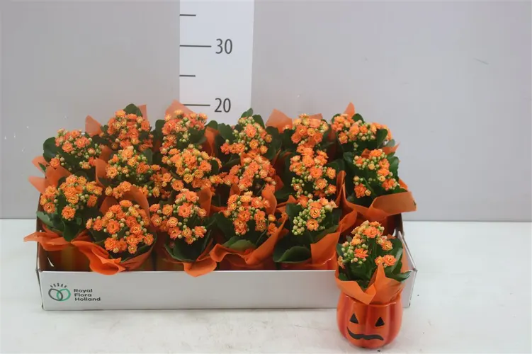 Arr Kalanchoe v keramike Halloween črepník 9 cm