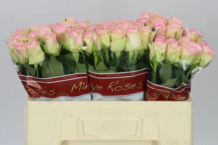 Rosa Gr Lovely Jewel 50 cm