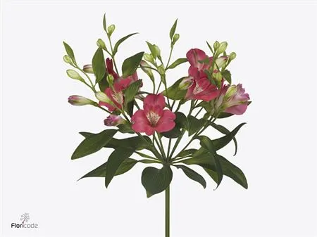 Alstro Charmelia Noa 70 cm