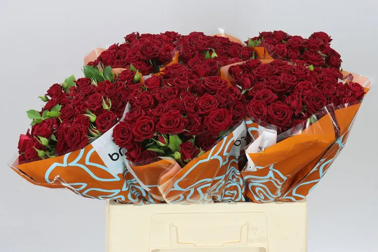 Rosa Tr Rubicon 2/4 60 cm