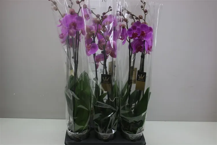 Phal Passoa Lady 2 Tak črepník 12 cm