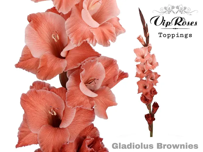 Gladiola veľkokvetá Brownies 110 cm