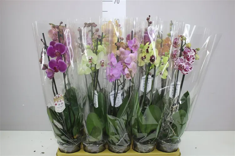 Orchidea Phalaenopsis mix 16+, 2 výhony črepník 12 cm