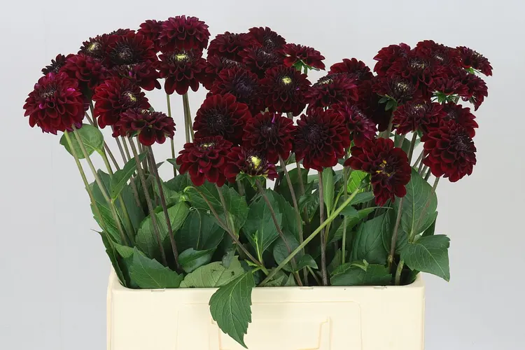Dahlia Black Fox Ex 60 cm