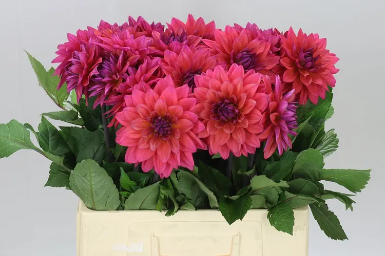 Dahlia Feline Yvonne 60 cm
