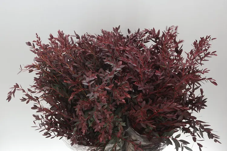 Parvi Abs Red 75 cm