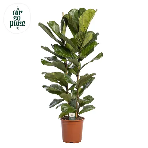 Ficus Lyrata, 2pp, P27 črepník 27 cm