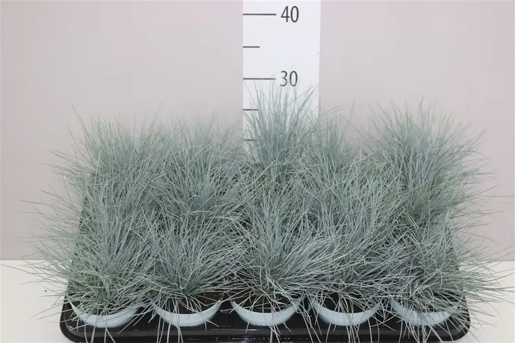 Festuca Glauca Compacta Blue® črepník 10,5 cm