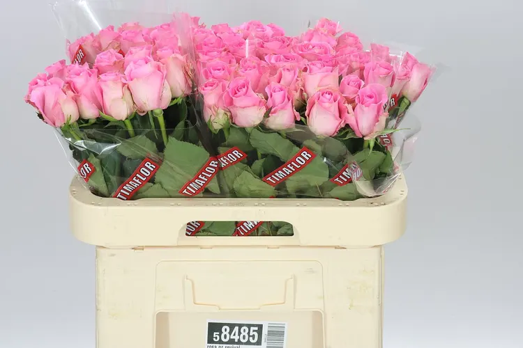 Rosa Gr Revival 60 cm