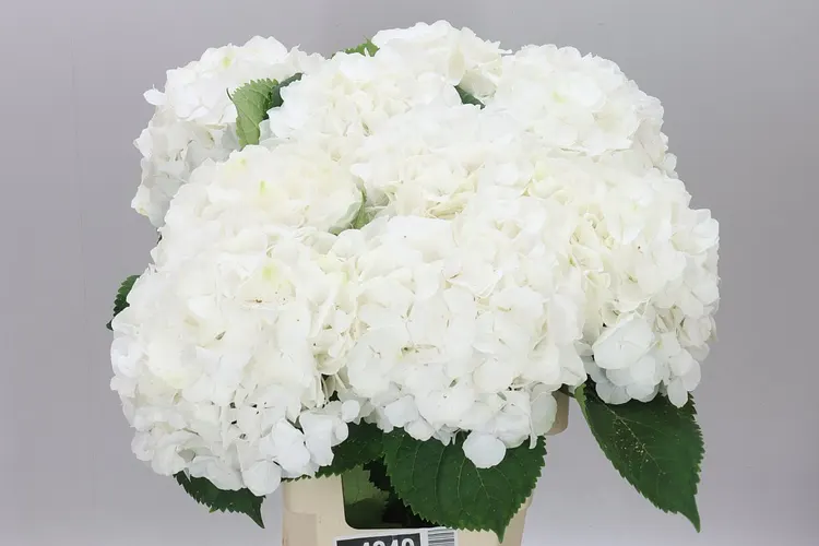 Hyd Verena White 65 cm