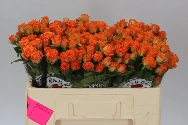 Rosa Tr Picanto 50 cm