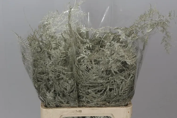 Asparagus Extra Veren Platina 65 cm