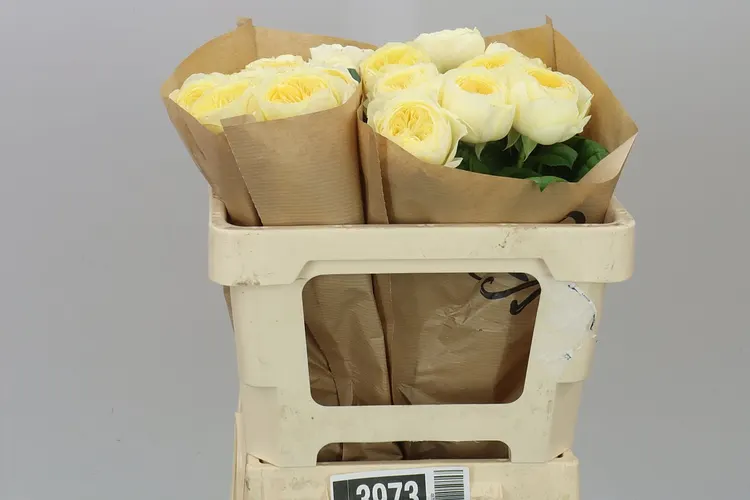 Rosa Gar Nona! 50 cm