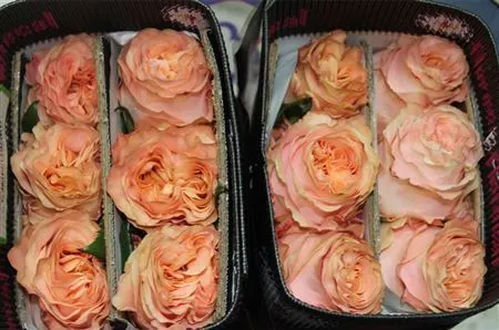 Rosa Gr Ec Princess Crown 40 cm