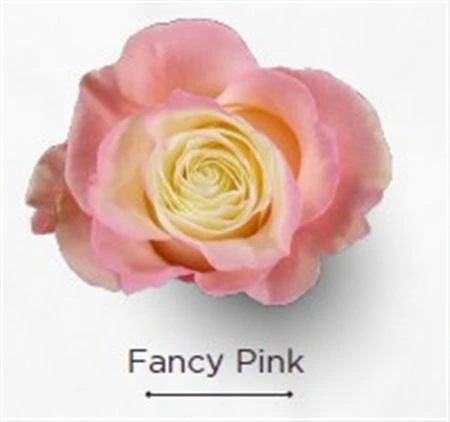 Ruža farbená Fancy Pink, Ekvádor 50 cm