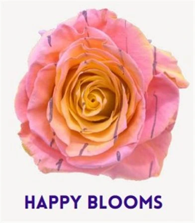 Ruža farbená Happy Blooms, Ekvádor 50 cm