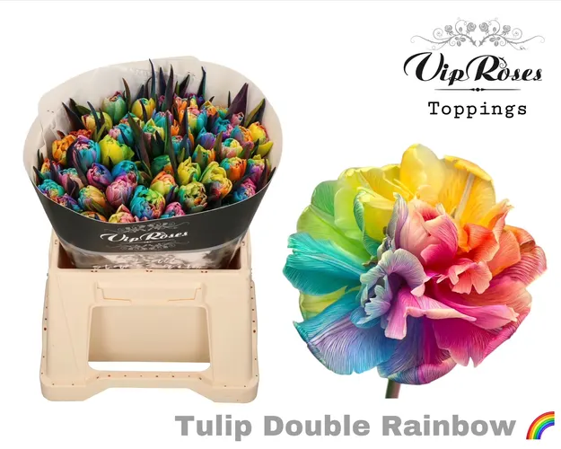 Tu Du Double Rainbow 38 cm