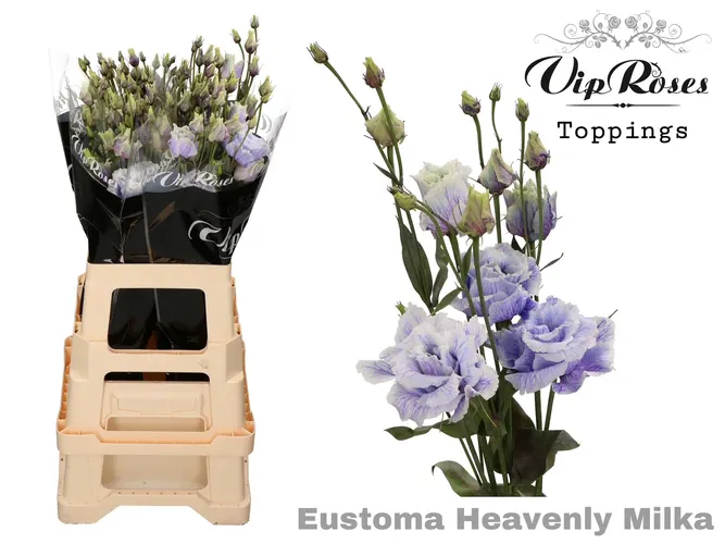Eust G Alissa Heavenly Milka 75 cm