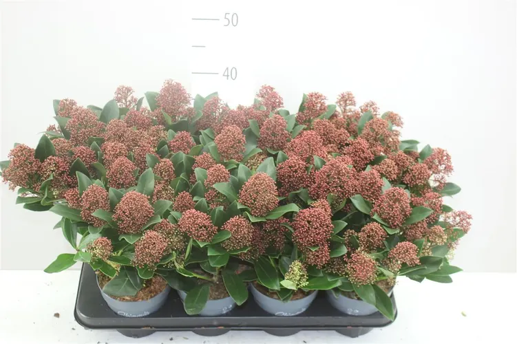 Skimmia Jap Rubella 10+ črepník 13 cm