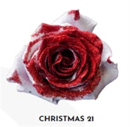 Ruža farbená Xmas 21, Ekvádor 50 cm