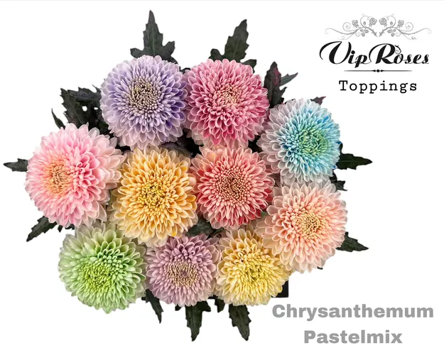 Chryzantéma veľkokvetá Pastelmix 75 cm