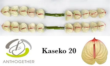 Anth Kaseko