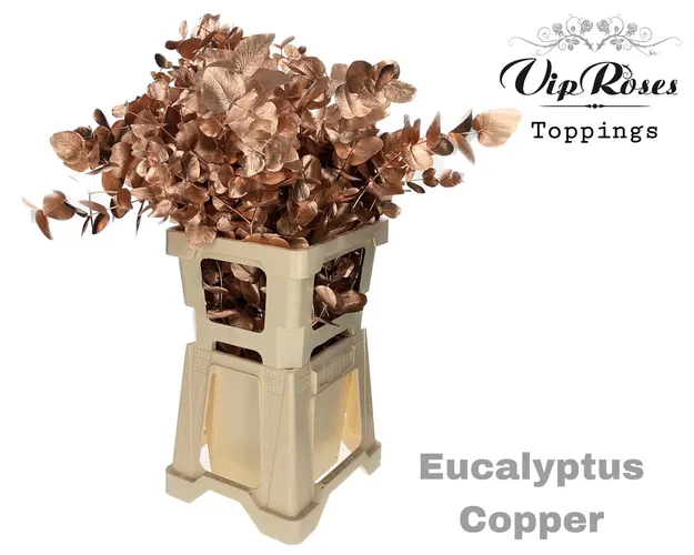 Euca Cinerea Copper 300gr 65 cm