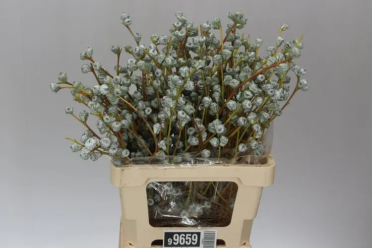 Eucalyptus Boule 60 cm