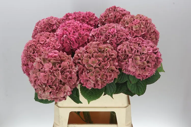 Hydrangea Rodeo Cerise Classic 80 cm