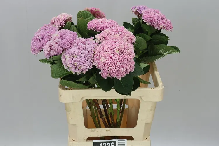 Hyd Revolution Pink 60 cm
