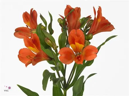 Alstro Dancing Queen 75 cm